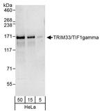 TRIM33/TIF1gamma Antibody in Western Blot (WB)