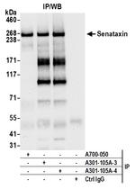 Senataxin Antibody in Immunoprecipitation (IP)