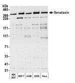 Senataxin Antibody in Western Blot (WB)