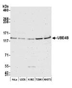 UBE4B Antibody in Western Blot (WB)