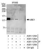 UBE1 Antibody in Immunoprecipitation (IP)