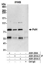 PolH Antibody in Immunoprecipitation (IP)