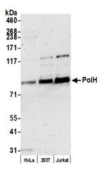 PolH Antibody in Western Blot (WB)