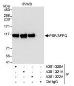 PSF/SFPQ Antibody in Immunoprecipitation (IP)