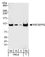 PSF/SFPQ Antibody in Western Blot (WB)