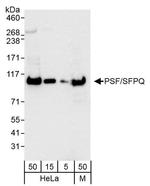 PSF/SFPQ Antibody in Western Blot (WB)