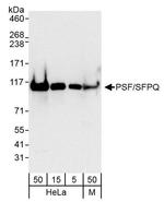 PSF/SFPQ Antibody in Western Blot (WB)