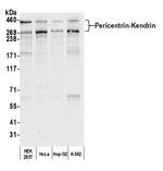 Pericentrin/Kendrin Antibody in Western Blot (WB)