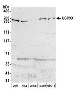 USP9X Antibody in Western Blot (WB)