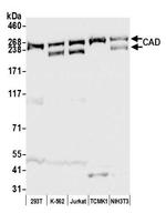 CAD Antibody in Western Blot (WB)