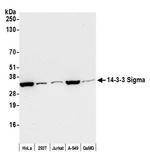 14-3-3 Sigma Antibody in Western Blot (WB)