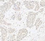 B-Myb Antibody in Immunohistochemistry (Paraffin) (IHC (P))