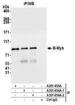 B-Myb Antibody in Immunoprecipitation (IP)