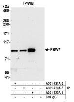 FBW7 Antibody in Immunoprecipitation (IP)