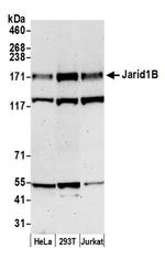 JARID1B Antibody in Western Blot (WB)