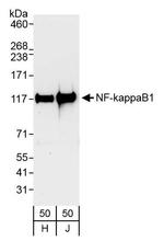 NF-kappaB1 Antibody in Western Blot (WB)