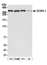 GCN1L1 Antibody in Western Blot (WB)