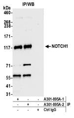 Notch1 Antibody in Immunoprecipitation (IP)