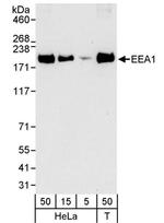 EEA1 Antibody in Western Blot (WB)