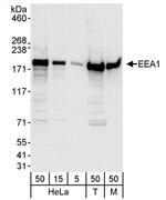 EEA1 Antibody in Western Blot (WB)