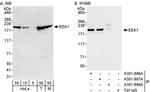 EEA1 Antibody in Western Blot (WB)