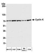 Cyclin K Antibody in Western Blot (WB)