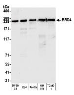 BRD4 Antibody in Western Blot (WB)