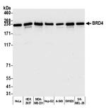 BRD4 Antibody in Western Blot (WB)