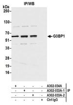 G3BP1 Antibody in Immunoprecipitation (IP)