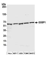 G3BP1 Antibody in Western Blot (WB)