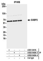 G3BP2 Antibody in Immunoprecipitation (IP)