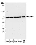 G3BP2 Antibody in Western Blot (WB)