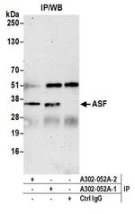 ASF Antibody in Immunoprecipitation (IP)