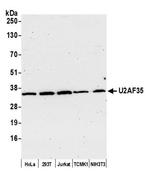 U2AF35 Antibody in Western Blot (WB)