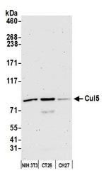 Cul5 Antibody in Western Blot (WB)