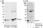 PIN1 Antibody in Western Blot (WB)