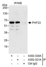 PHF23 Antibody in Immunoprecipitation (IP)