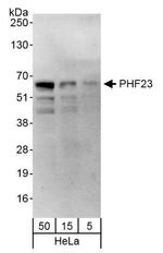 PHF23 Antibody in Western Blot (WB)