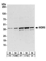 WDR5 Antibody in Western Blot (WB)