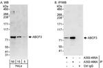 ABCF3 Antibody in Western Blot (WB)