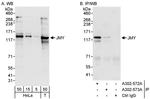 JMY Antibody in Western Blot (WB)