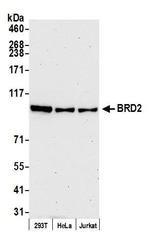 BRD2 Antibody in Western Blot (WB)