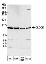CLOCK Antibody in Western Blot (WB)