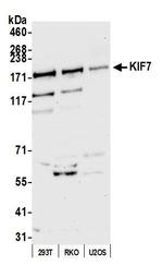 KIF7 Antibody in Western Blot (WB)