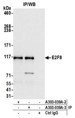 E2F8 Antibody in Immunoprecipitation (IP)