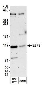E2F8 Antibody in Western Blot (WB)