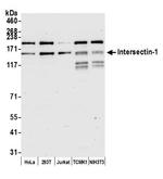 Intersectin 1 Antibody in Western Blot (WB)