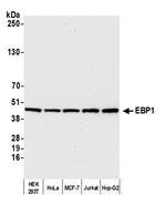 EBP1 Antibody in Western Blot (WB)