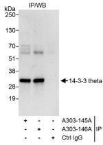 14-3-3 theta Antibody in Immunoprecipitation (IP)