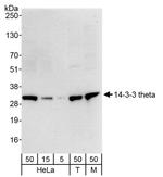 14-3-3 theta Antibody in Western Blot (WB)